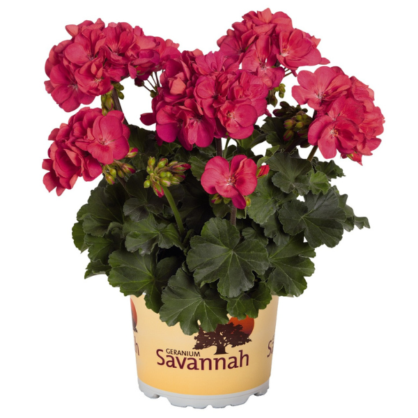 Geranium Zonal pelargonium zonale 'Savannah Punch'