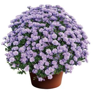 Aster Novi-Belgii 'Peter III Blue'