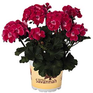 Geranium Zonal pelargonium zonale 'Savannah Ruby Sizzle'