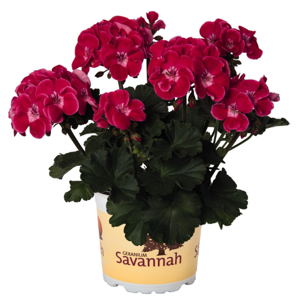 Geranium Zonal pelargonium zonale 'Savannah Ruby Sizzle'