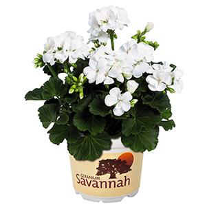 Geranium Zonal pelargonium zonale 'Savannah White'