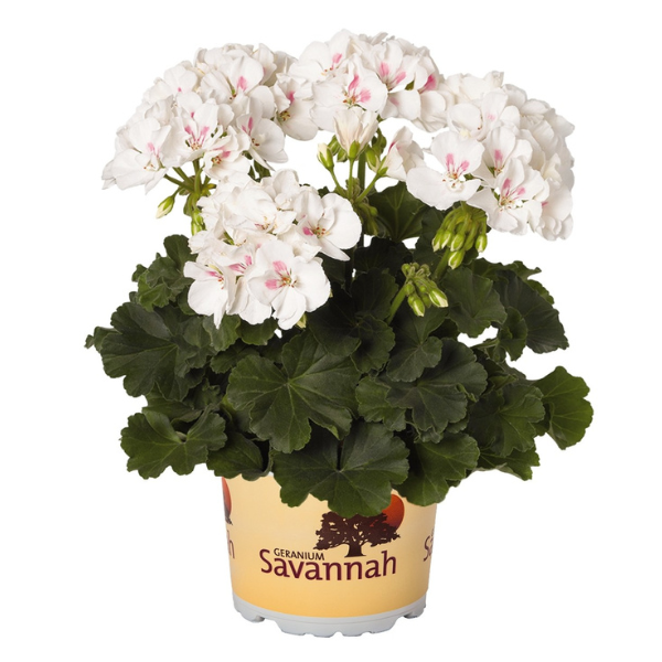 Pelargonium