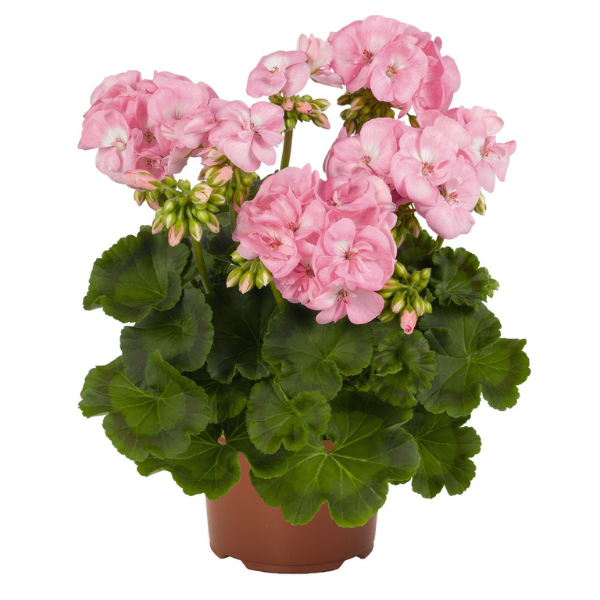 Geranium Zonal pelargonium zonale 'Survivor Baby Face'