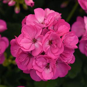 Geranium Zonal pelargonium zonale 'Sunrise Bright Lilac'