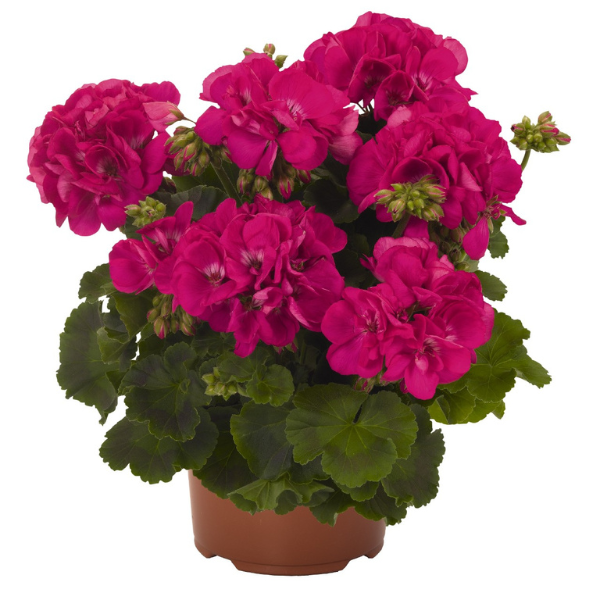 Pelargonium