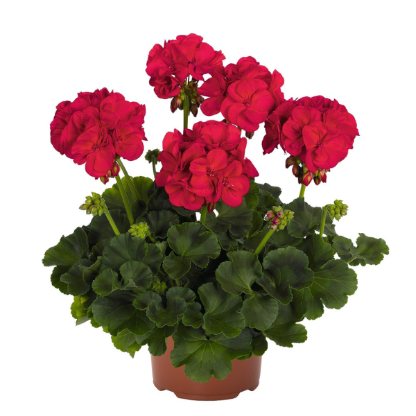 Geranium Zonal pelargonium zonale 'Survivor Cherry Red'