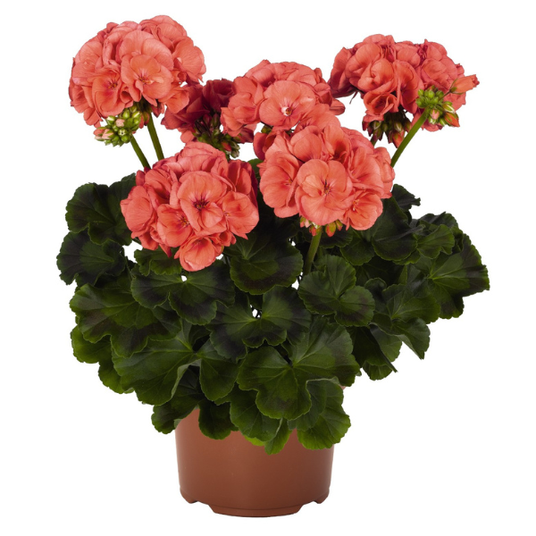 Pelargonium