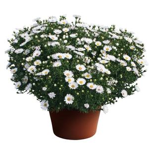 Aster Novi-Belgii 'Puff White'