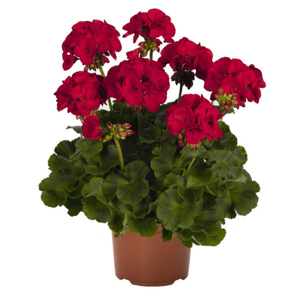 Geranium Zonal pelargonium zonale 'Survivor Dark Red'