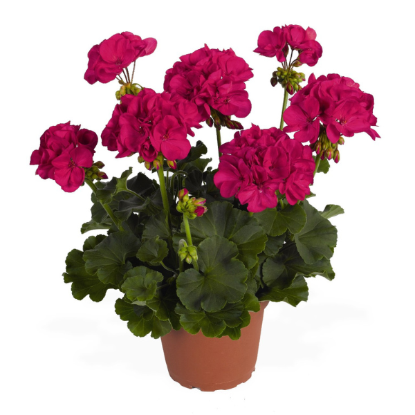 Pelargonium