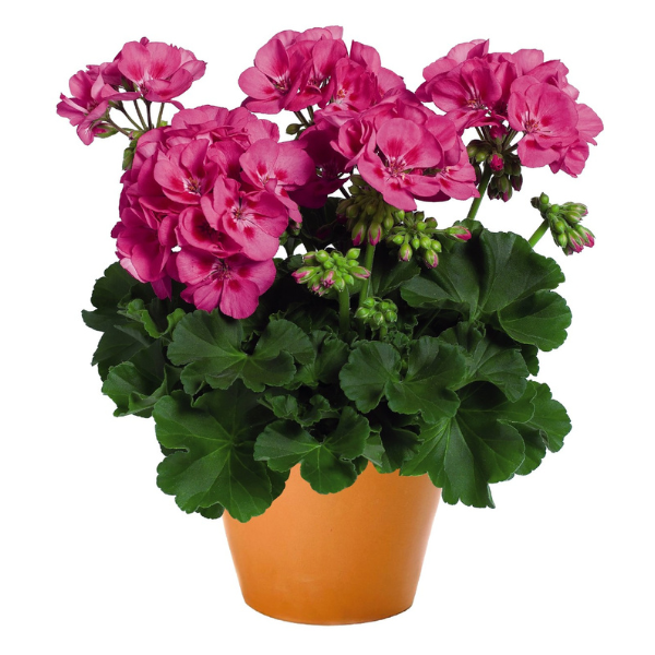 Pelargonium