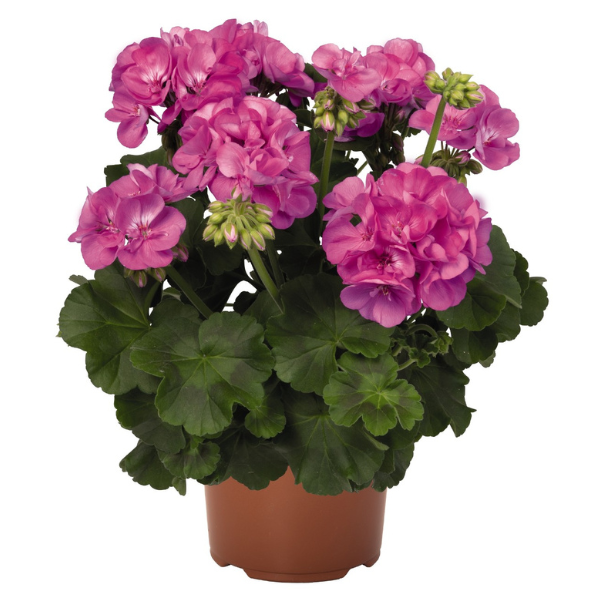 Geranium Zonal pelargonium zonale 'Survivor Indigo Sky'