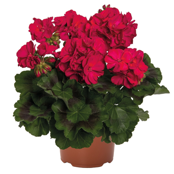 Pelargonium