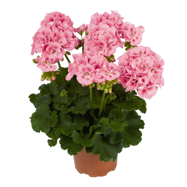 Geranium Zonal pelargonium zonale 'Survivor Pink'