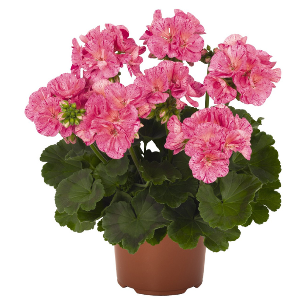 Pelargonium