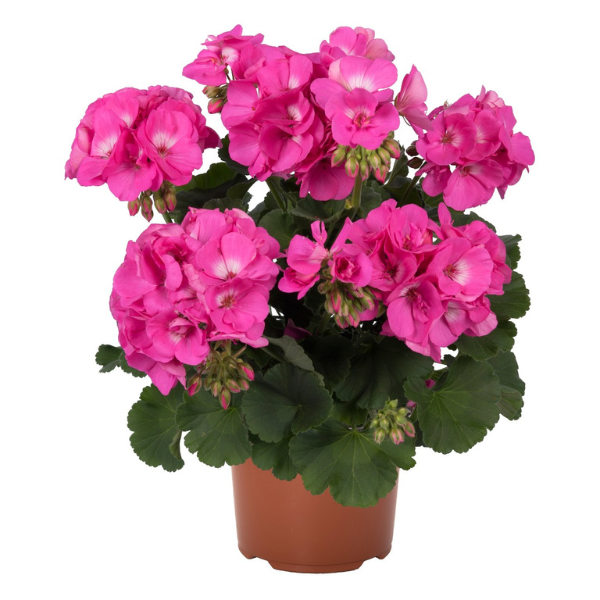 Geranium Zonal pelargonium zonale 'Survivor Pink Charme'