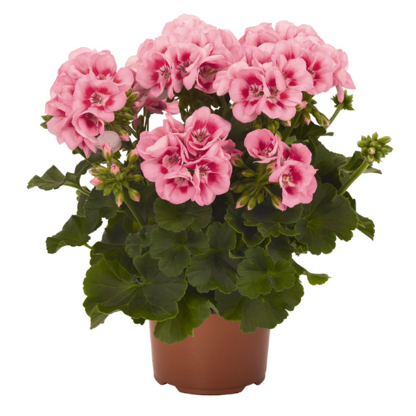 Pelargonium