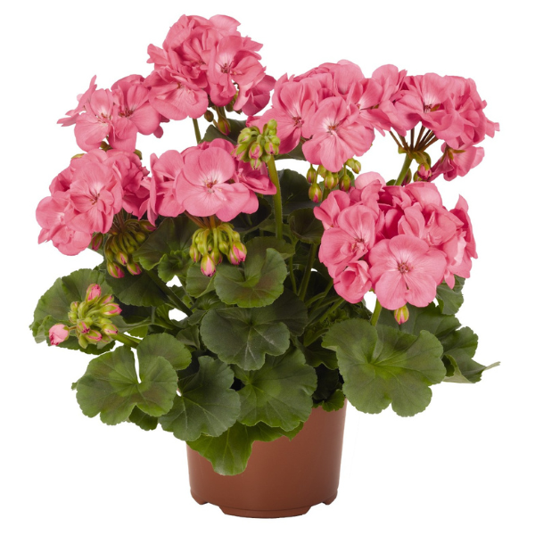 Pelargonium