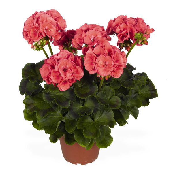 Geranium Zonal pelargonium zonale 'Survivor Salmon Pink'