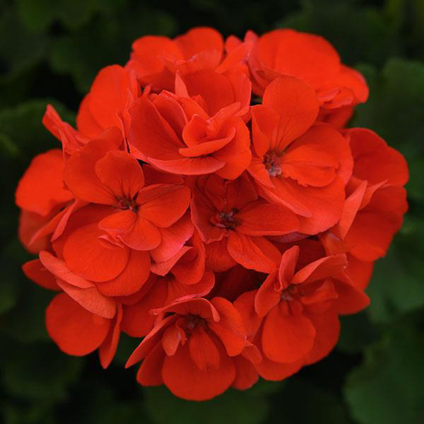 Geranium Zonal pelargonium zonale 'Sunrise Bright Scarlet'