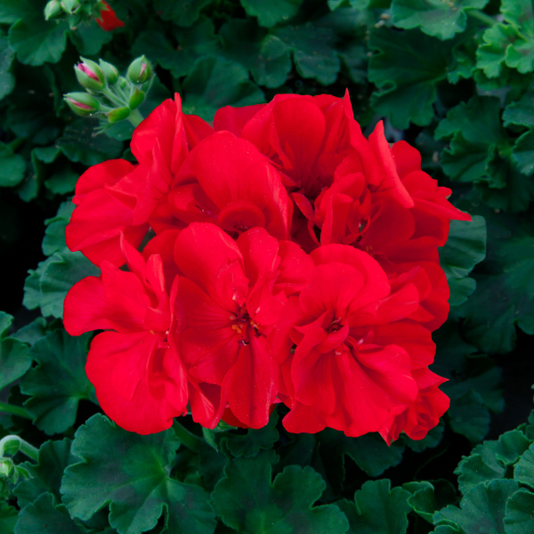 Geranium Zonal pelargonium zonale 'Sunrise Dark Red'