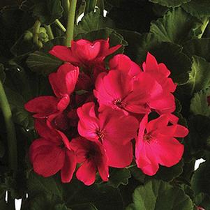 Geranium Zonal pelargonium zonale 'Sunrise Fuchsia'