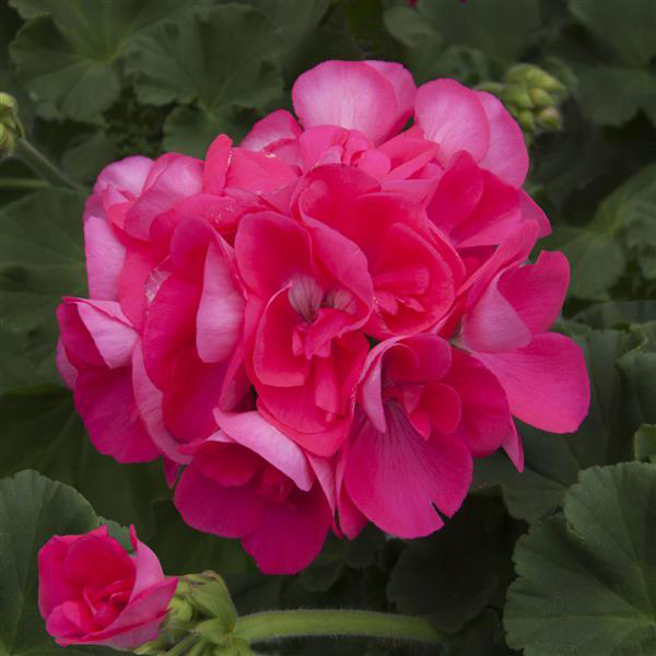 Geranium Zonal pelargonium zonale 'Sunrise Hot Pink'