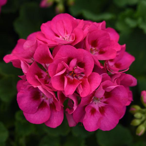 Pelargonium