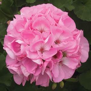 Geranium Zonal pelargonium zonale 'Sunrise Light Pink'