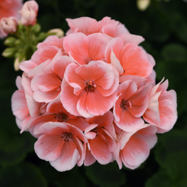 Geranium Zonal pelargonium zonale 'Sunrise Light Salmon'