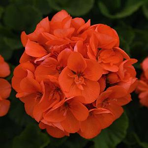 Geranium Zonal pelargonium zonale 'Sunrise Orange'