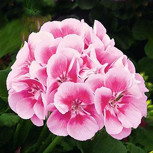 Geranium Zonal pelargonium zonale 'Sunrise Raspberry Eye'