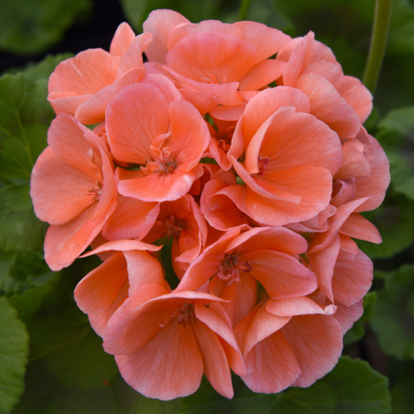 Geranium Zonal pelargonium zonale 'Sunrise Salmon'