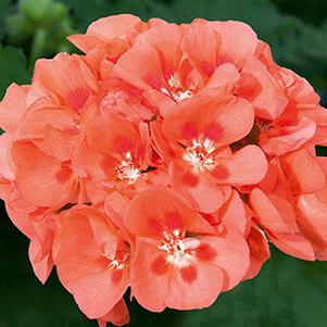 Geranium Zonal pelargonium zonale 'Sunrise Salmon w/Red Eye'