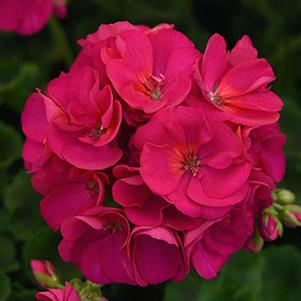 Geranium Zonal pelargonium zonale 'Sunrise Violet'