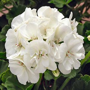 Geranium Zonal pelargonium zonale 'Sunrise White'