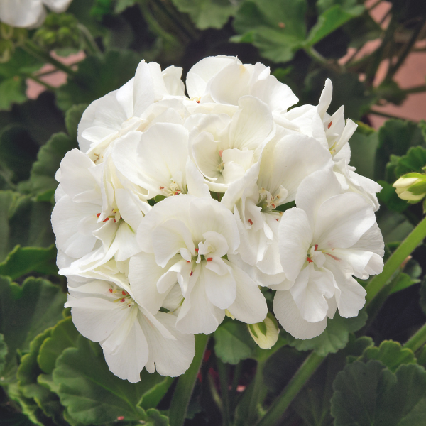 Geranium Zonal pelargonium zonale 'Sunrise White'