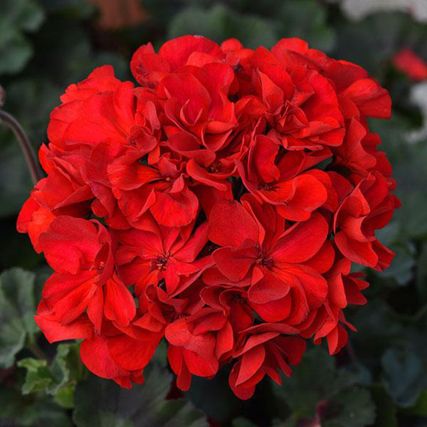 Geranium Zonal pelargonium zonale 'Super Moon Red'