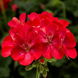 Geranium Zonal pelargonium zonale 'Tango Orange Ice'