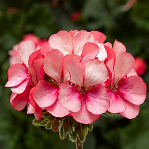 Geranium Zonal pelargonium zonale 'Tango Pink Ice'