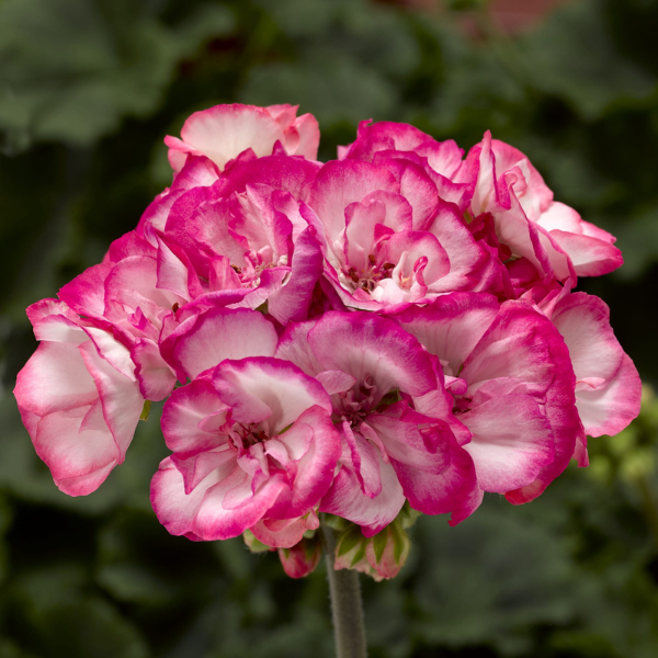 Geranium Zonal pelargonium zonale 'Tango Strawberry Ice'