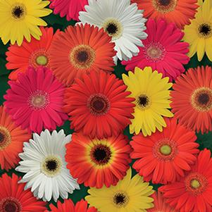 Gerbera jamesonii 'ColorBloom Mix'