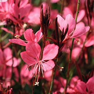 Gaura lindheimeri 'Belleza Dark Pink'