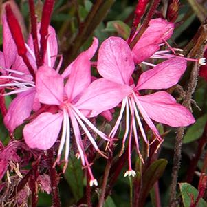 Gaura lindheimeri 'Belleza Pink'