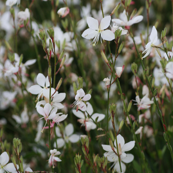 Wand Flower