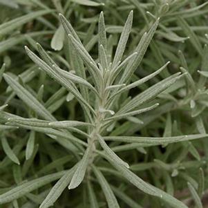 Helichrysum italicum 'Silver Ribbon'