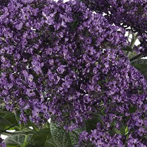 Heliotrope arborescens 'Nagano'