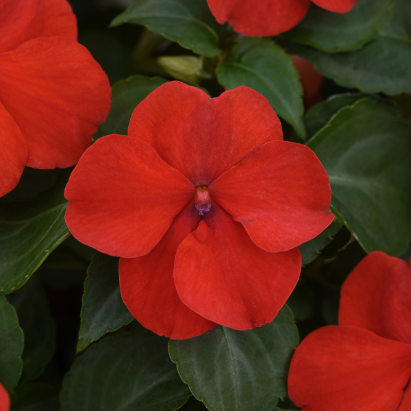 Impatiens walleriana 'Beacon Bright Red'