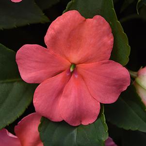 Impatiens walleriana 'Beacon Coral'