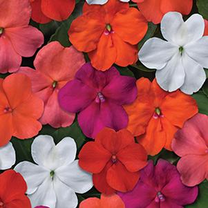 Impatiens walleriana 'Beacon Select Mix'